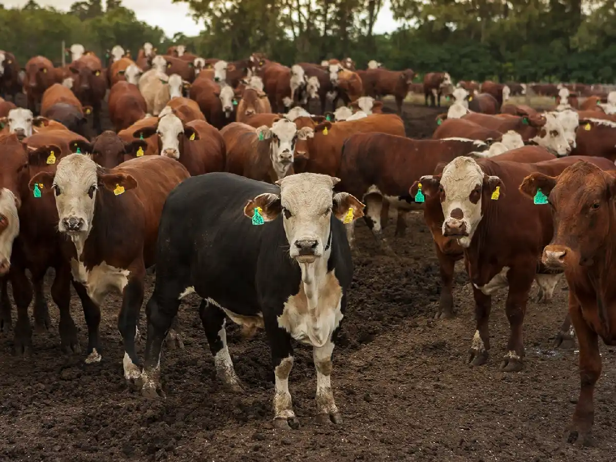 El novillo de exportación lidera los precios ganaderos