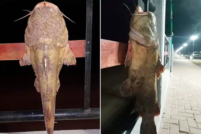 Capturaron un bagresapo de 14 kilos en la costanera de Santa Elena