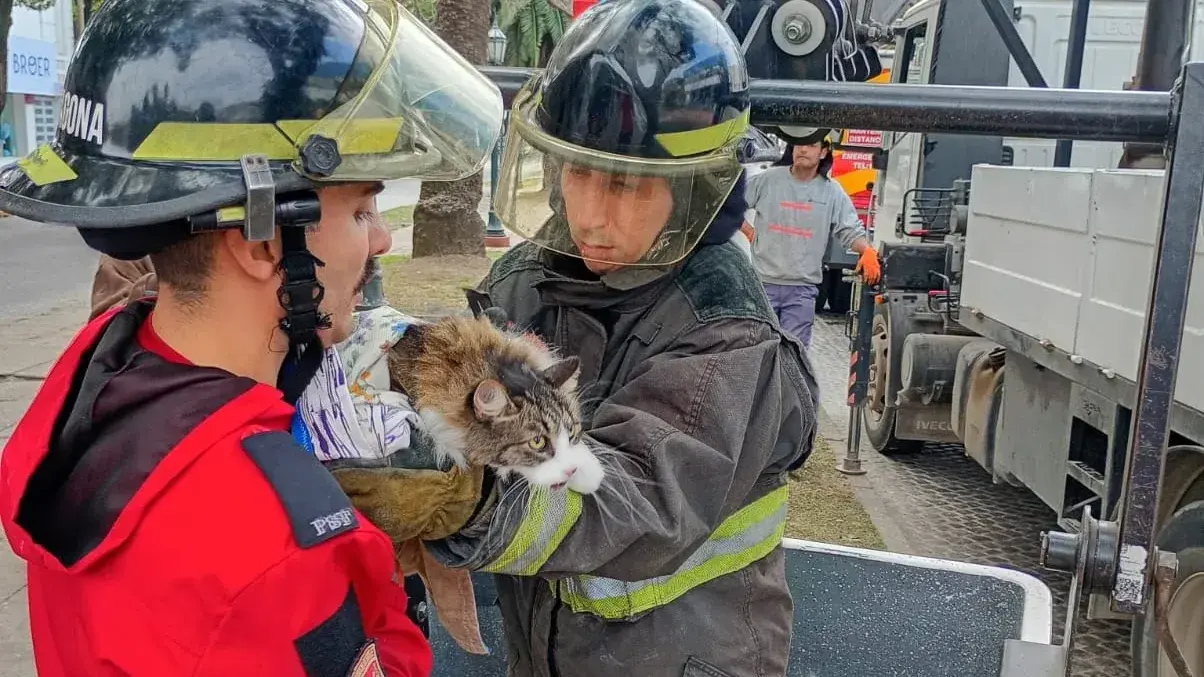 Bomberos rescataron a un gato que había quedado atrapado en la copa de un árbol en Rafaela