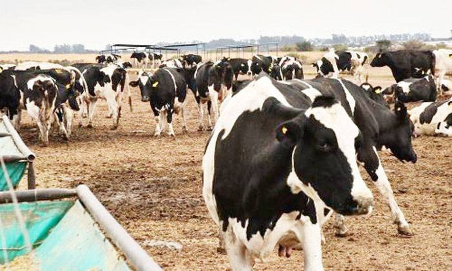 Argentina, entre la neutralidad de carbono y  el metano de las vacas