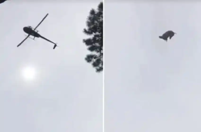 Tiraron un chancho desde un helicóptero a la pileta de un empresario