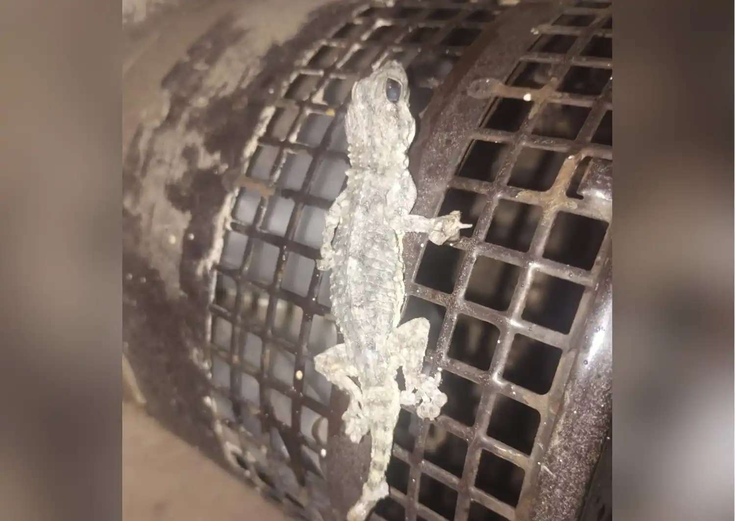 El réptil fue encontrado este miércoles por la tarde.