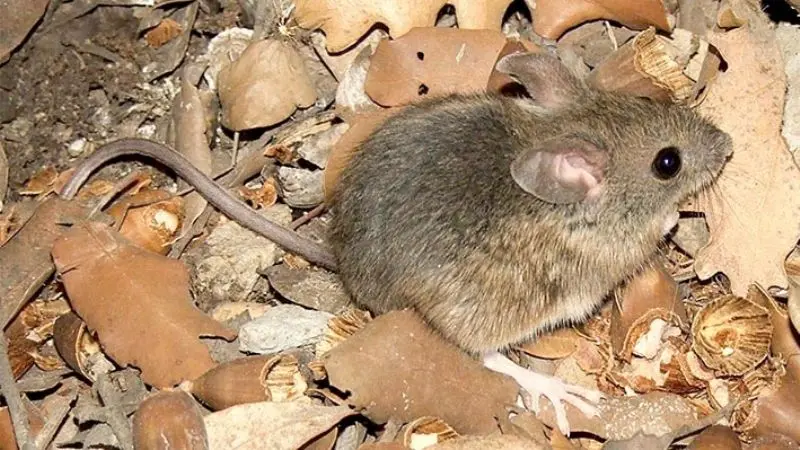 Refuerzan campaña de vacunación contra la Fiebre Hemorrágica Argentina tras la confirmación de más casos en San Nicolás