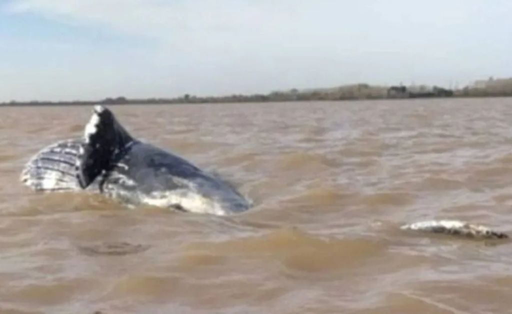 Encuentran muerta a una ballena jorobada en el Río de la Plata