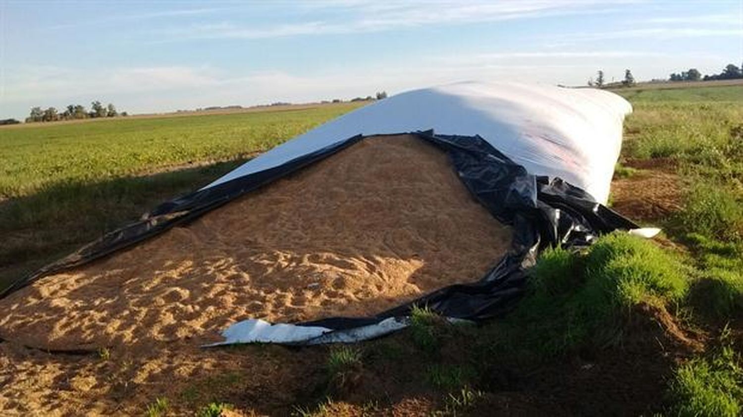 Inédito robo de 400 toneladas de trigo en Henderson valuado en casi un millón de pesos