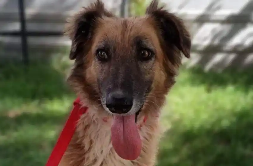 Nuevo cronograma del quirófano móvil para animales