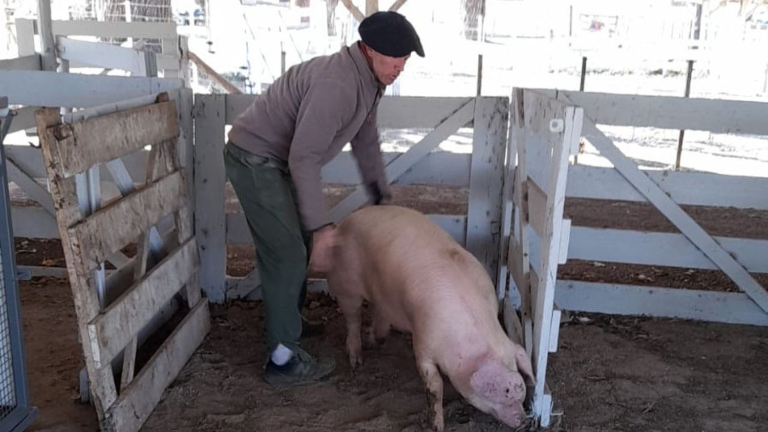 El Ateneo Juvenil a cargo del ingreso de los animales que formarán parte de la expo.