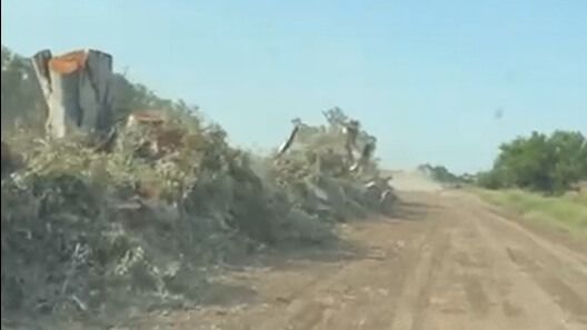 La Sociedad Rural transmitió su preocupación por la tala de varios árboles añosos de la ciudad