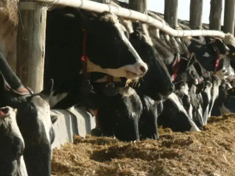 vacas