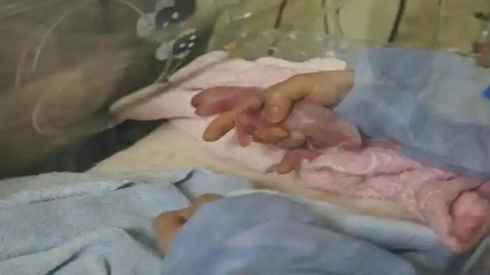 PEQUEÑOS, ROSADOS E IDÉNTICOS: España logra el nacimiento de gemelos de panda gigante