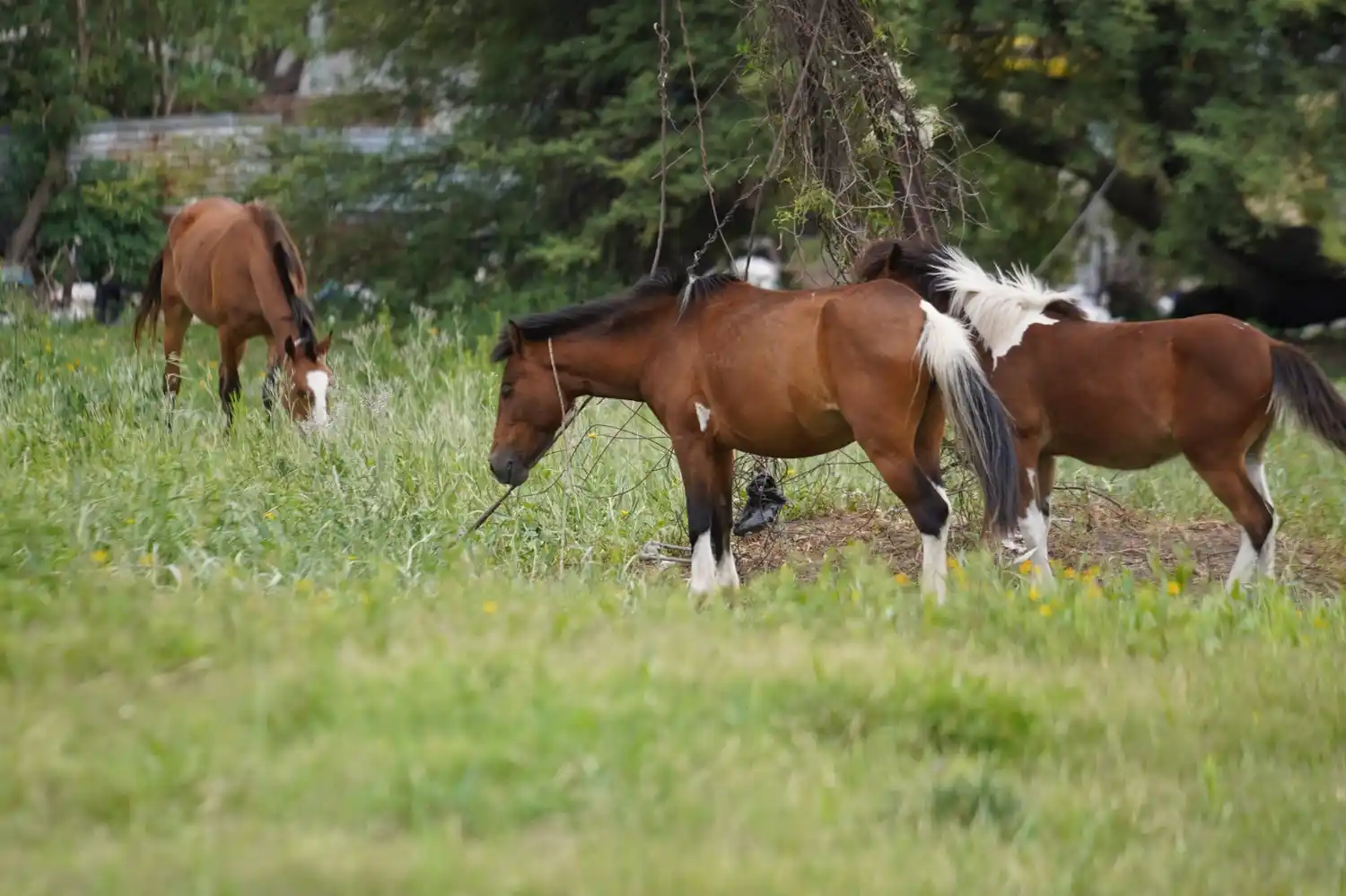 Tener un caballo significa comprometerse con el cuidado del animal y de la comunidad