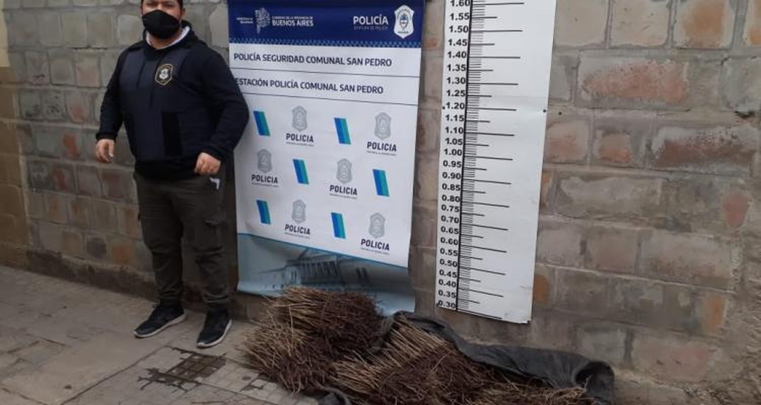 Recuperaron 2 mil plantines de fresno robados en un vivero