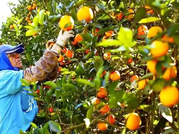 Se abre la inscripción al Programa Intercosecha 2025/2026