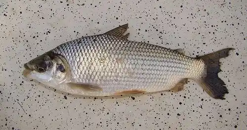 Sábalo para Todos: Levantan prohibición de pesca tras 20 años en la Provincia