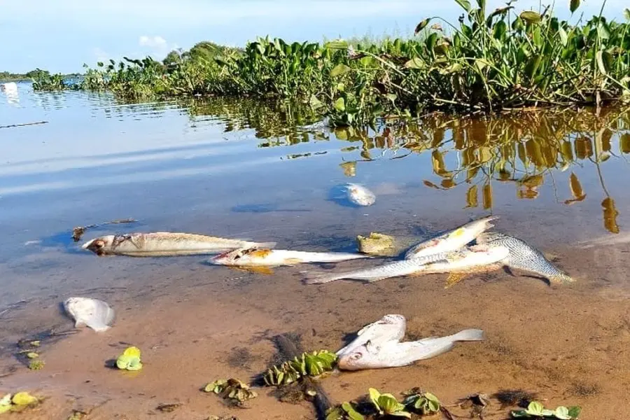 San Javier en alerta por la elevada mortandad de peces
