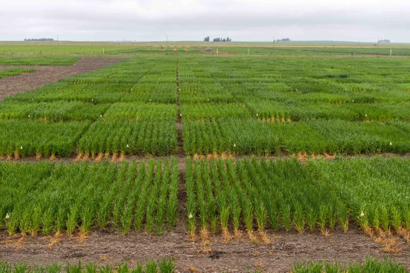 Por la sequía también fue un año poco productivo para el mejoramiento de trigo en Barrow