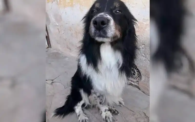 Lo buscan: es epiléptico y debe tomar su medicación