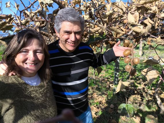 La producción comercial de kiwi escribe su historia serrana con la primera cosecha