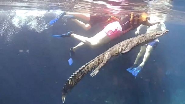 Un video muestra a ‘Panchito’, el cocodrilo que nada cerca de turistas en Tulum