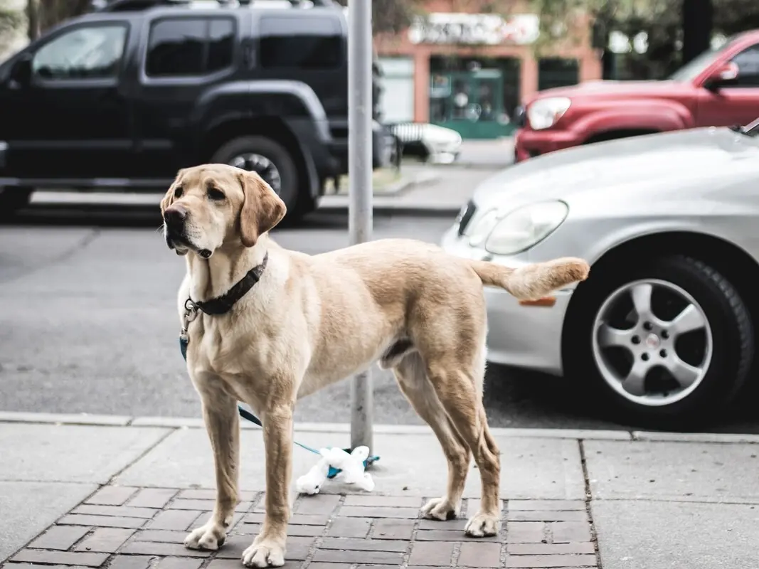 Funes endurece sanciones por maltrato y negligencia hacia mascotas