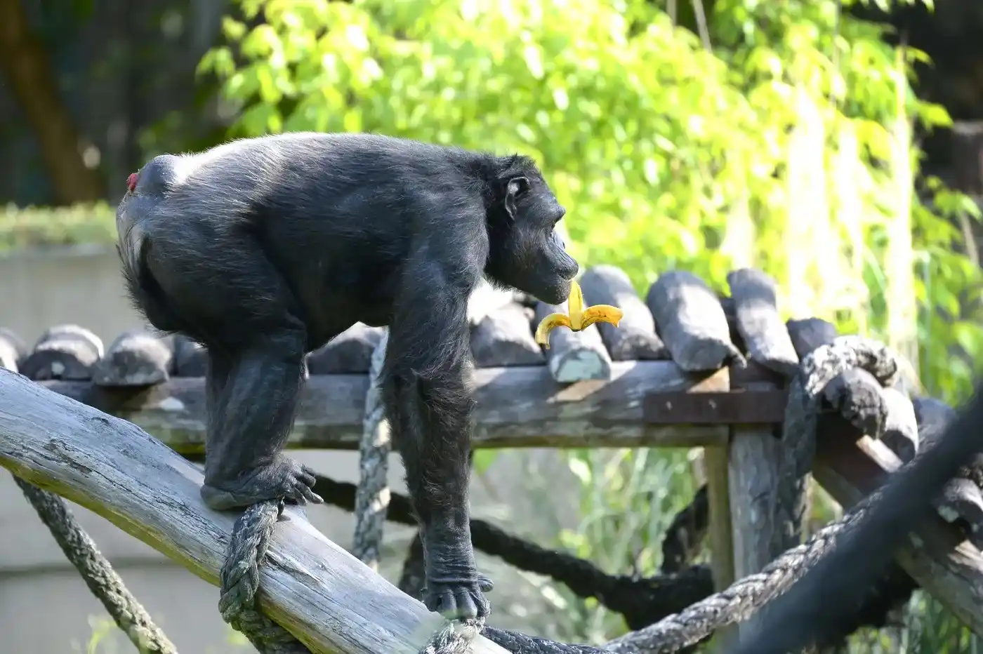 El chimpancé recorre su recinto con una banana en la mano, en una imagen que acompaña el tono de cierre y despedida de la historia. FOTO: Marcos Gómez AGLP
