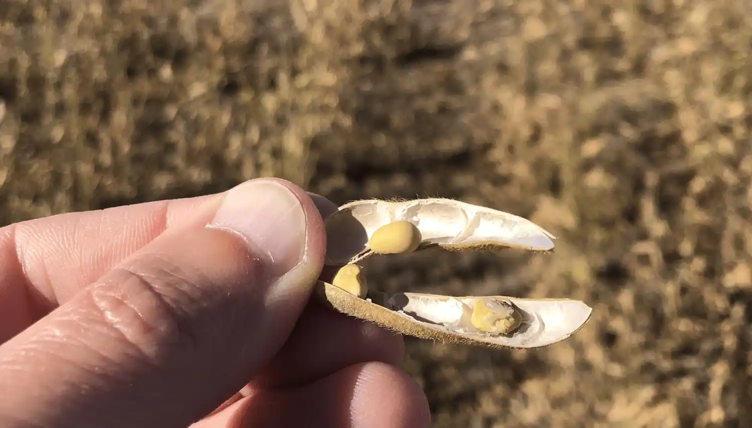 Alerta soja: se da la mayor presencia de hongos patógenos en las semillas en 20 años