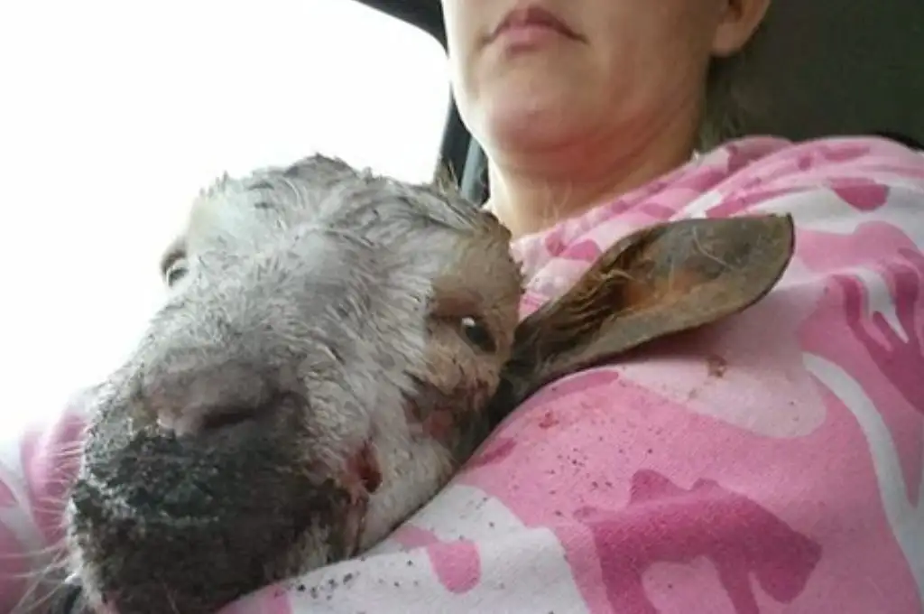Allanamiento en medio de un ritual umbanda: rescataron decenas de animales en Rosario