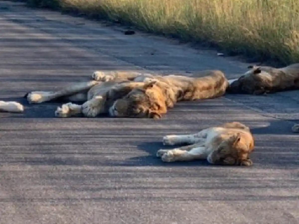 Prohibido molestar: Leones duermen la siesta en la carretera en Sudáfrica durante el confinamiento