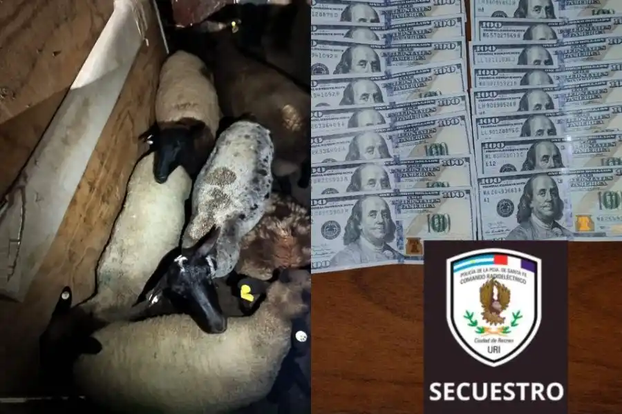 Le compraron siete ovejas con dólares falsos