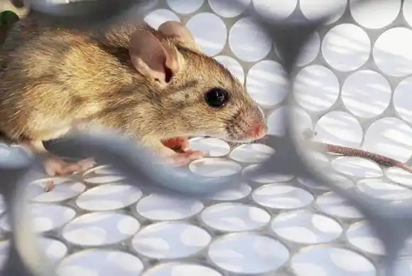 Hay dos muertos y 13 casos confirmados en la provincia  de Buenos Aires