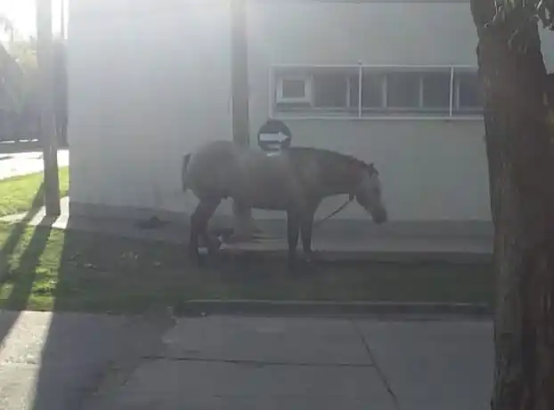 Reportan un caballo sobre la vereda