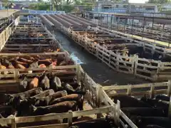 Mercado de Liniers: en baja