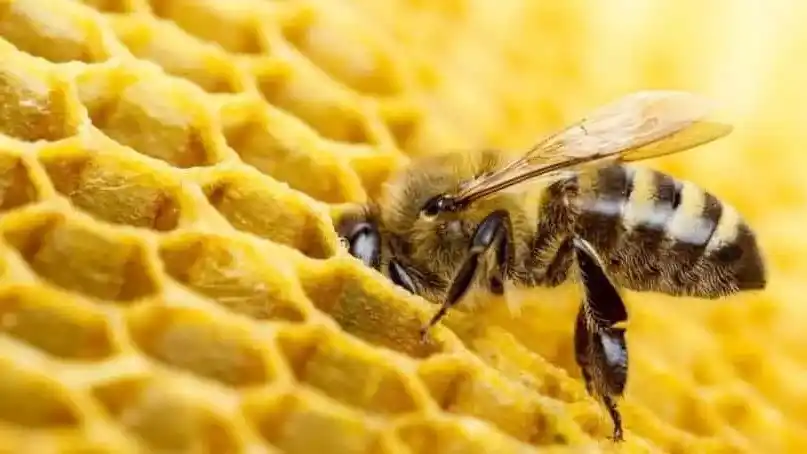 Uruguay enfrenta una crisis por la alta mortandad de abejas melíferas, un fenómeno que exige acción urgente