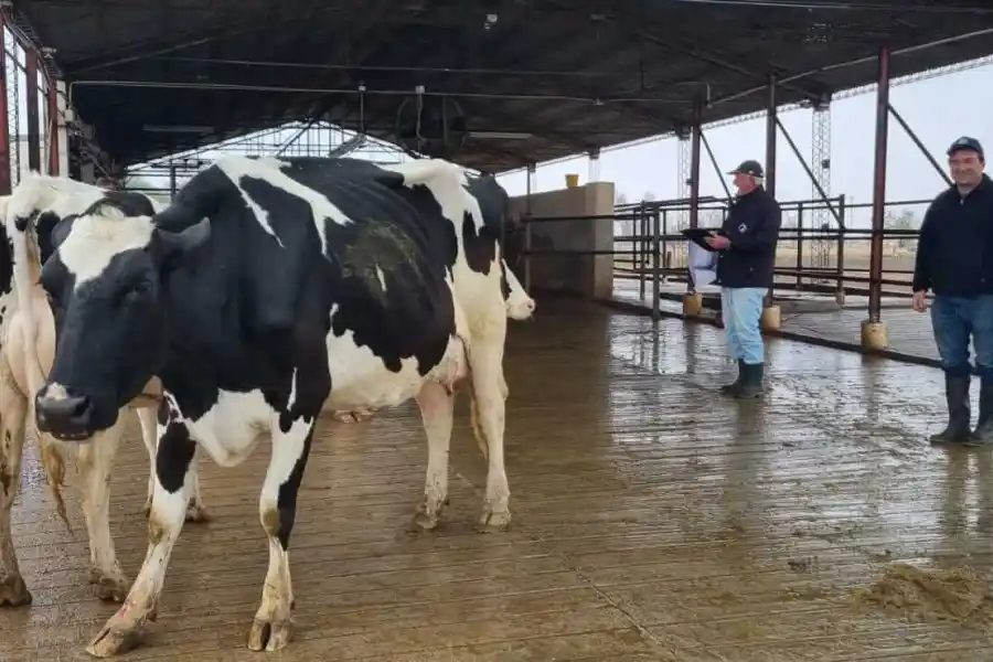 Comenzó la recorrida por los tambos que participan en el Concurso de Vacas a Campo en la ExpoRural