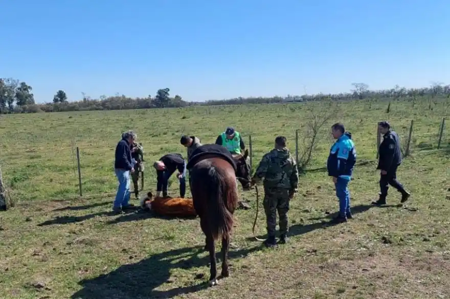 Magdalena: Allanaron un campo con 100 vacas muertas y 300 en mal estado