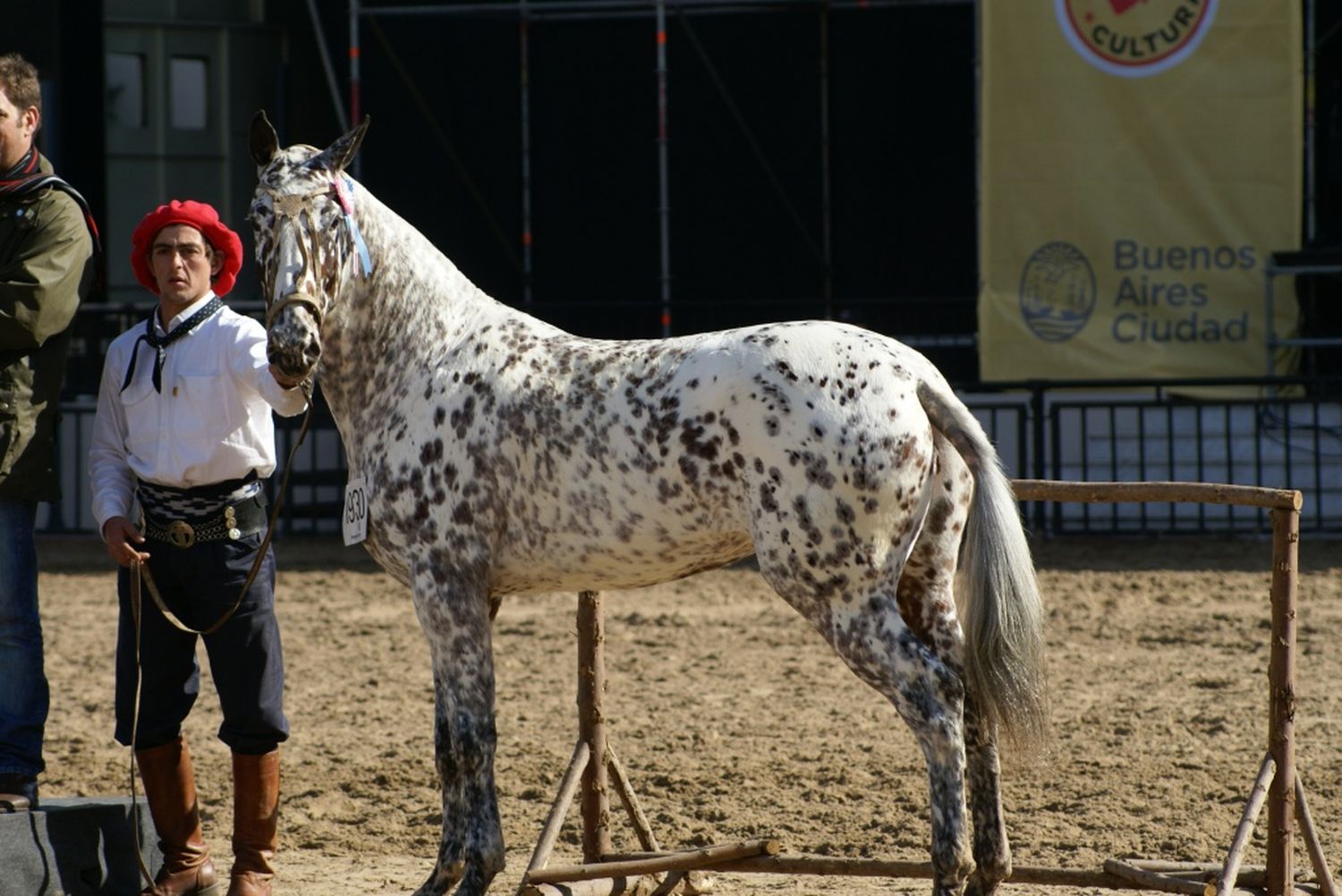 Caballos criollos y appaloosa se suman a las atracciones de la 126º Expo Rural