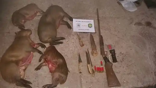 Cazaban carpinchos en El Potrero y la Policía les secuestró el arma oxidada