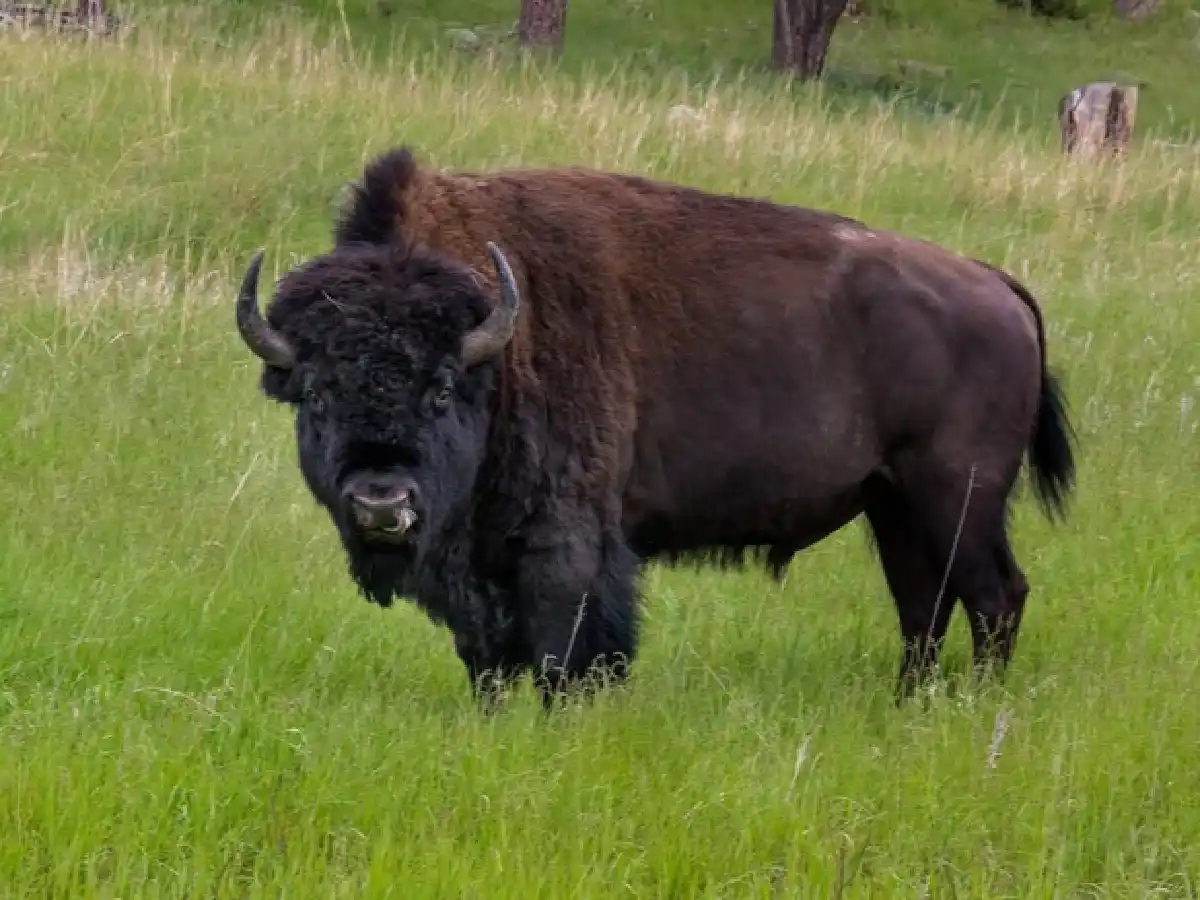 [Video] un bisonte embistió a una niña de nueve años