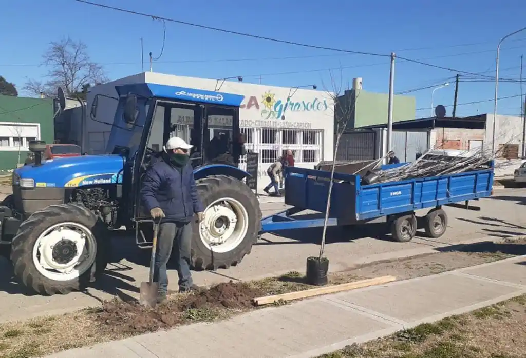 Continúa la plantación de nuevos árboles  en diferentes zonas de la ciudad