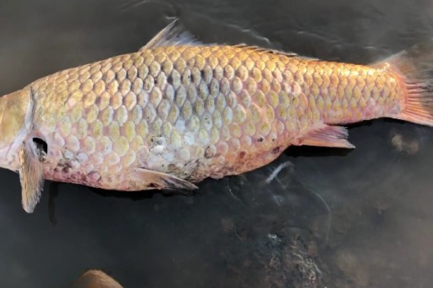 Encontraron grandes ejemplares de carpa, porque el agua de la laguna ya no es más salada