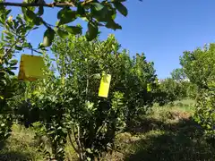 Avanzan en los estudios para el control biológico de plagas en yerba mate