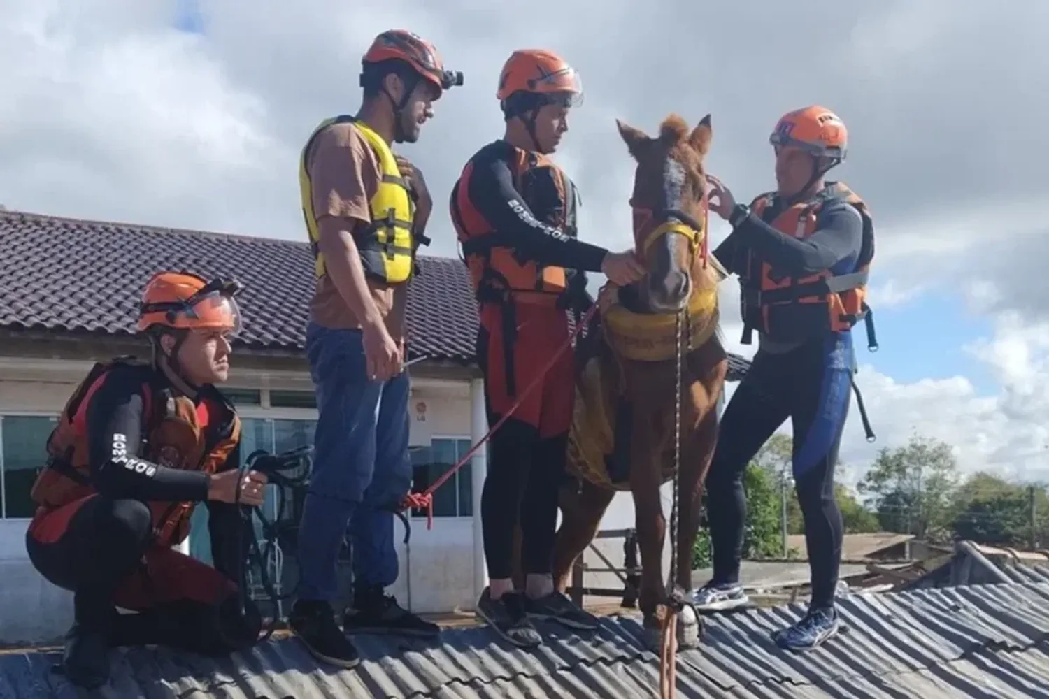 Rescataron a más de 5.000 animales por las inundaciones en Brasil