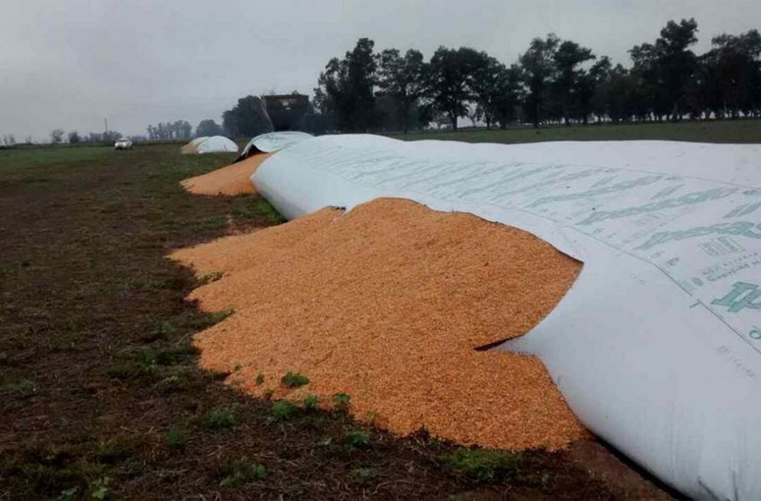 Productores agropecuarios denuncian la rotura intencional de silobolsas en la provincia de Santa Fe