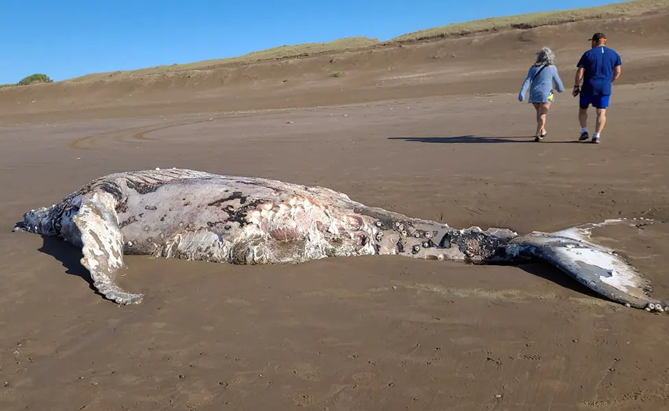 Ballena muerta en la playa