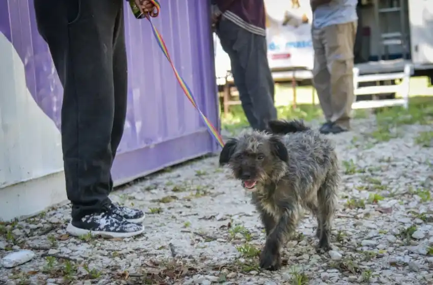 Nuevas ubicaciones de los quirófanos móviles para animales