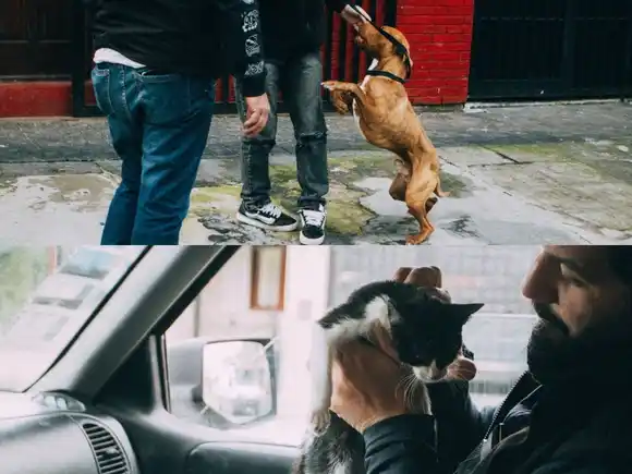 Rescataron y dieron en adopción a un pitbull y un gatito que estaban en estado de abandono y malnutrición