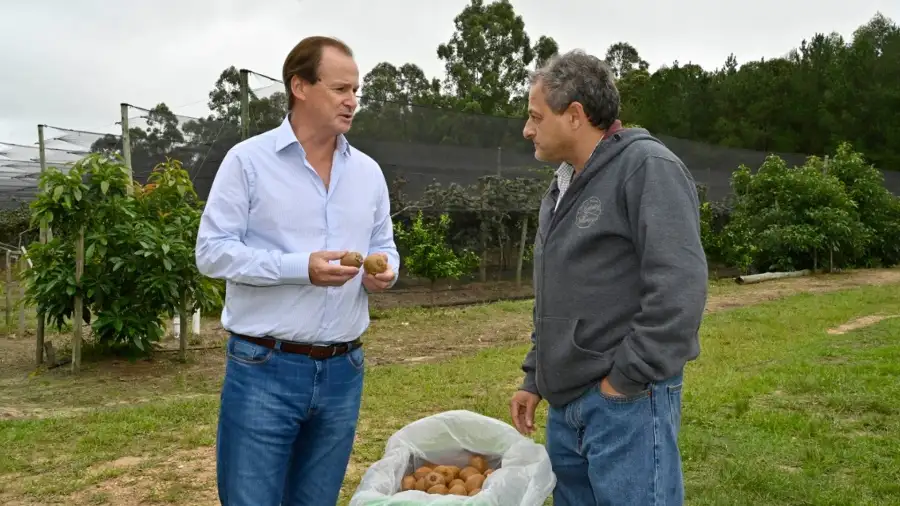 Entre Ríos comenzará a cosechar la primera producción de kiwis