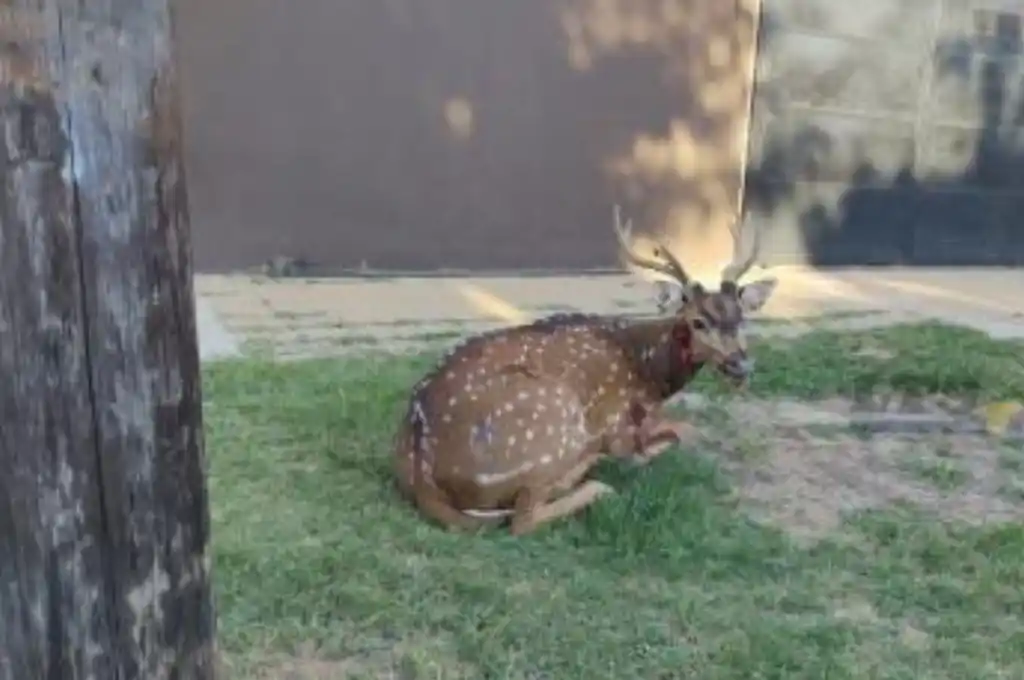 Atraparon a un ciervo que deambulaba por barrio María Selva