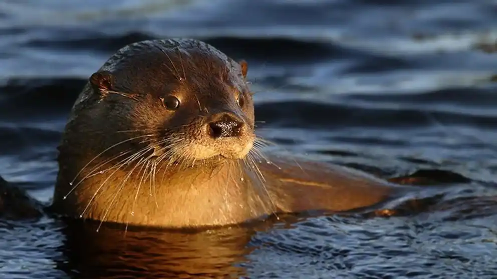 Parque Nacional Nahuel Huapi: denunciaron el robo de una cámara que monitoreaba a una especie en peligro de extinción