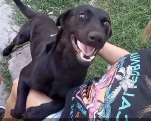 Buscan a Rocky